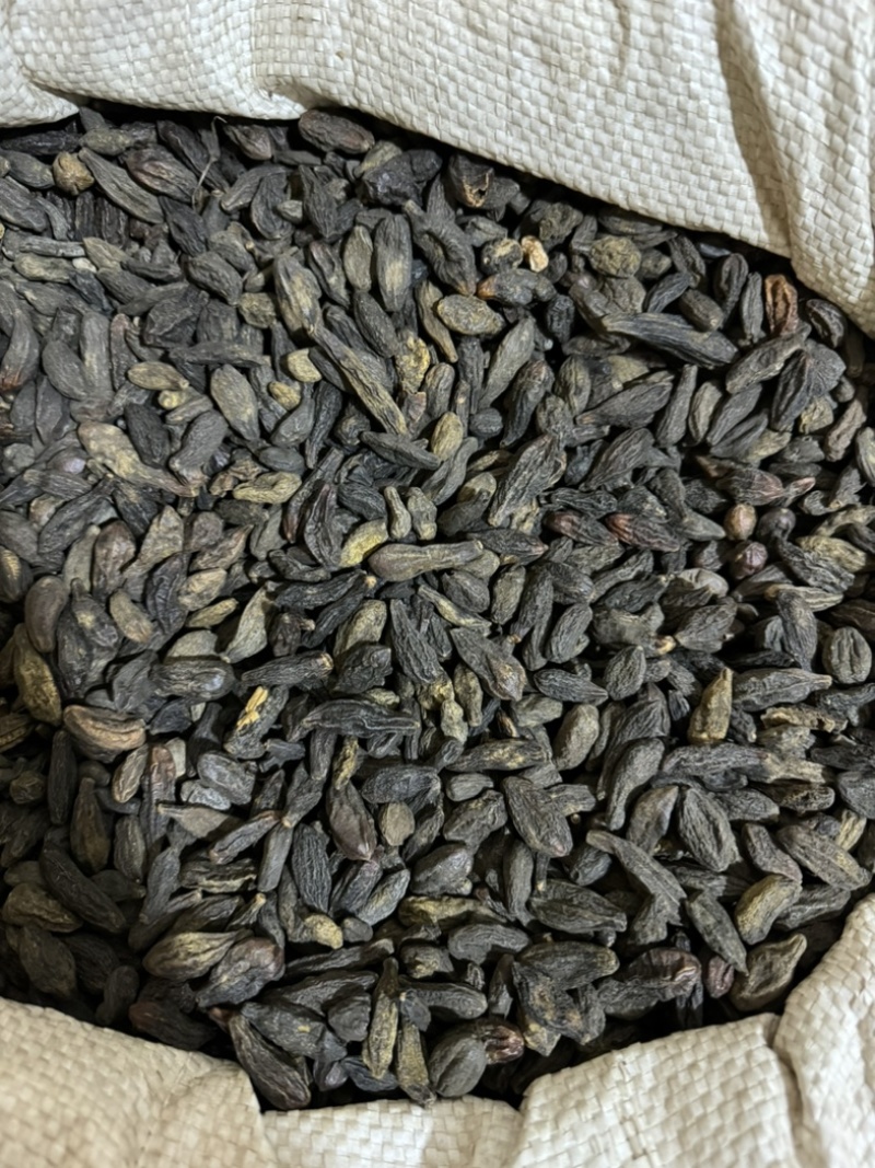 西青果青果保庆药业批发西青果实物拍摄青果