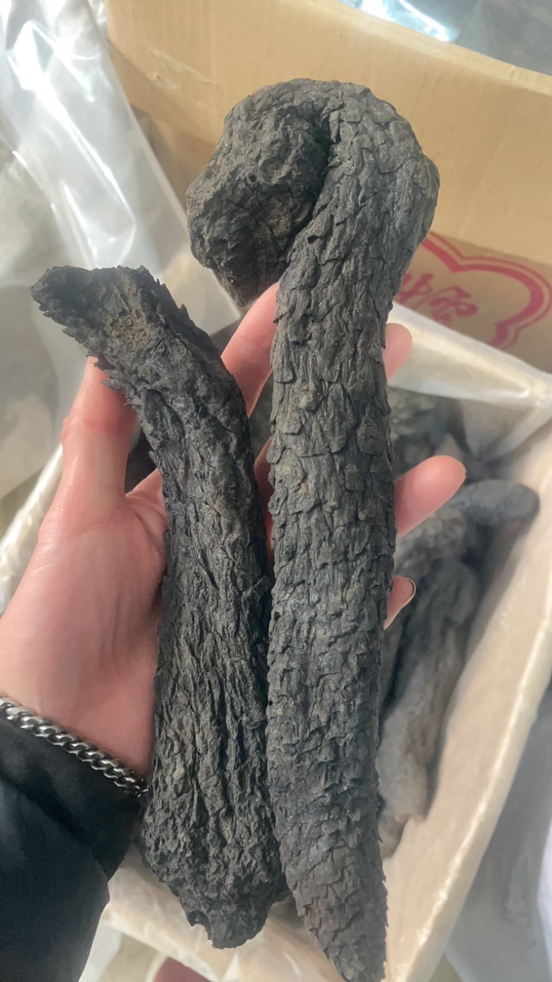 肉苁蓉阿拉善肉苁蓉肉厚软大芸油性大肉纵容