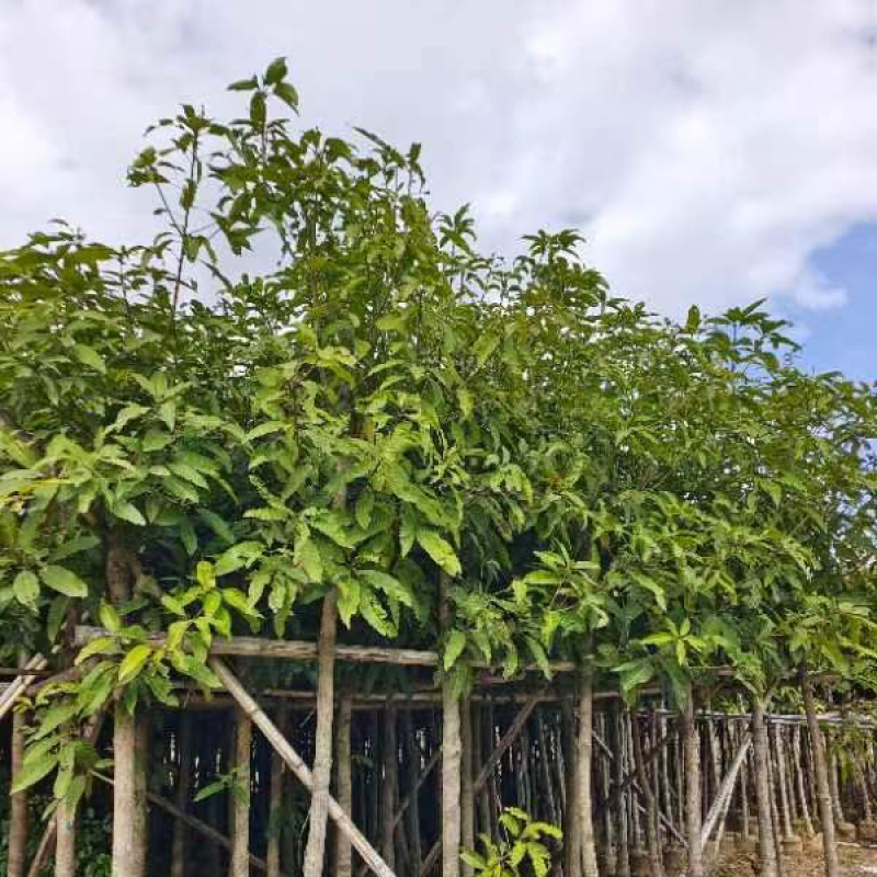 芒果树