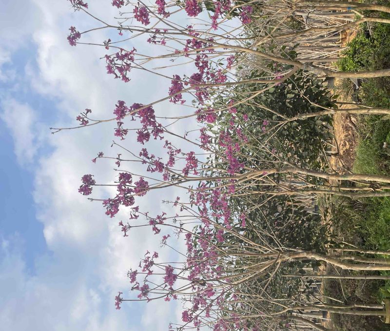 紫花风铃木