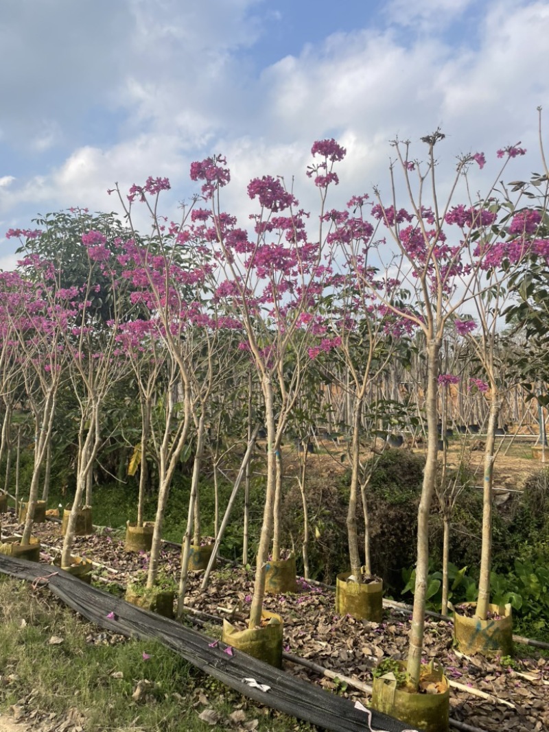 绣球紫花风铃木3～15公分产地直发规格齐全质量保证