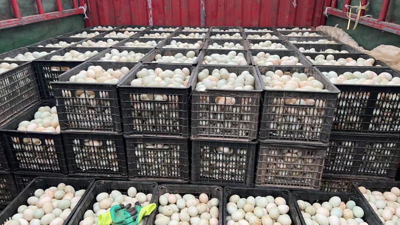 常年出售新鲜鸭蛋，不散黄不破壳！新鲜壳厚！便宜！质量好！