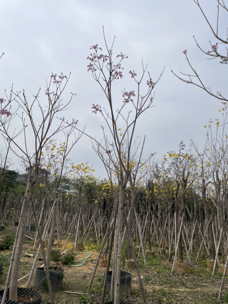 绣球紫花风铃木