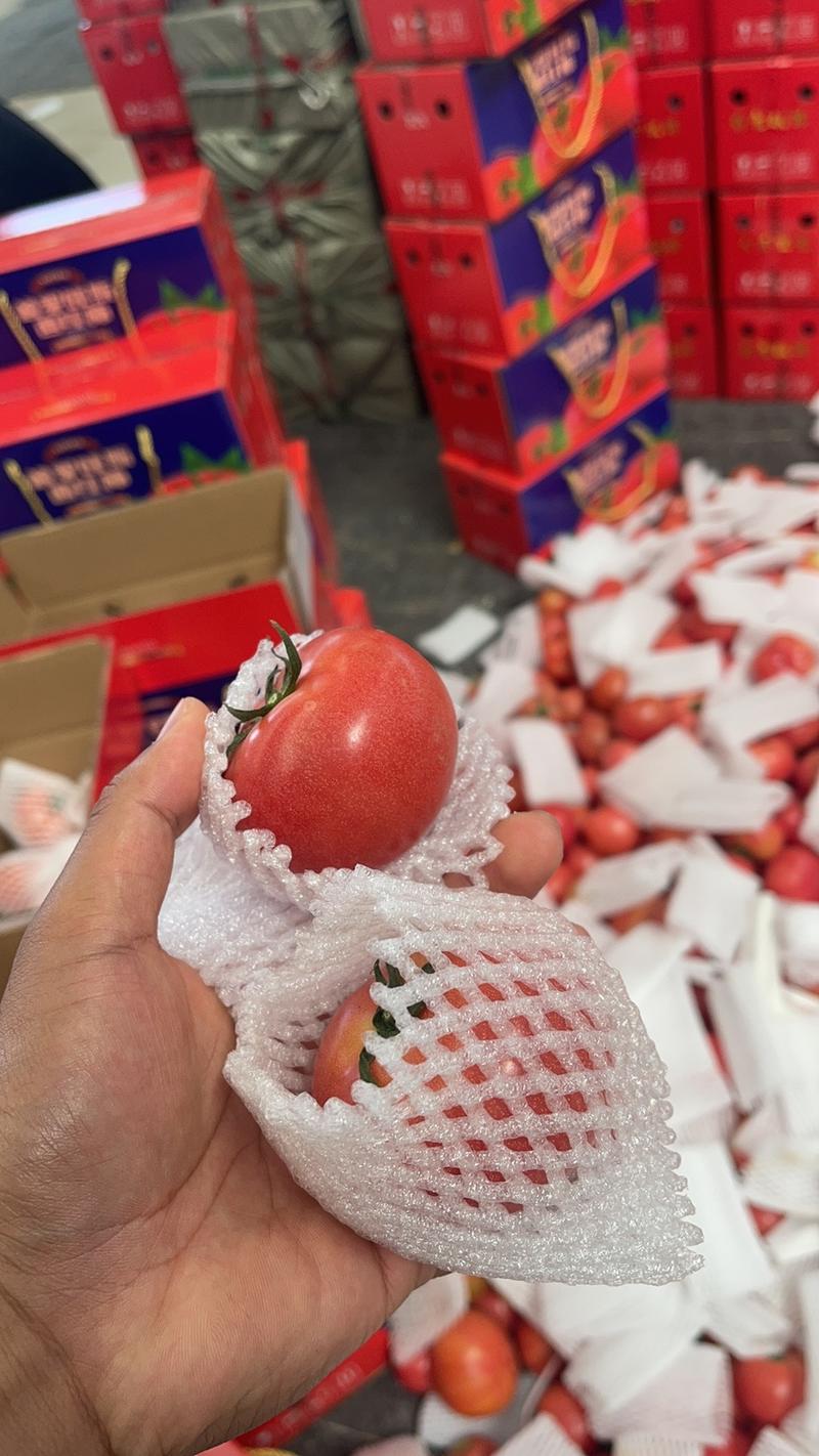 正宗普罗旺斯西红柿安徽原产地直发对接各大批发市场商超