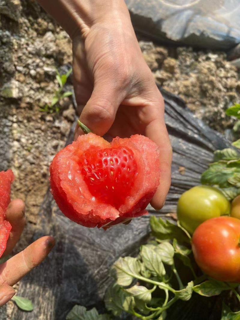 正宗普罗旺斯西红柿安徽原产地直发对接各大批发市场商超
