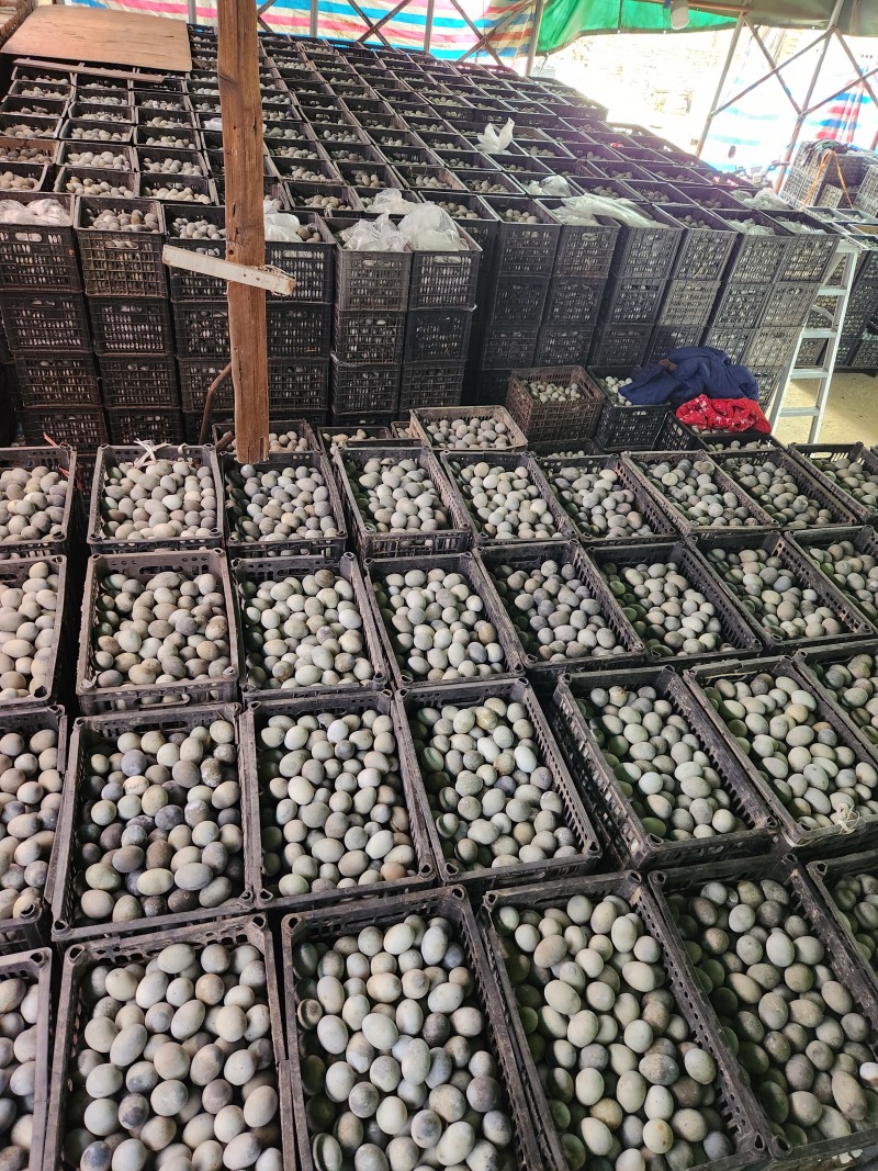 江西厂家直销【松花蛋】质量可靠价格便宜价格优惠空间大