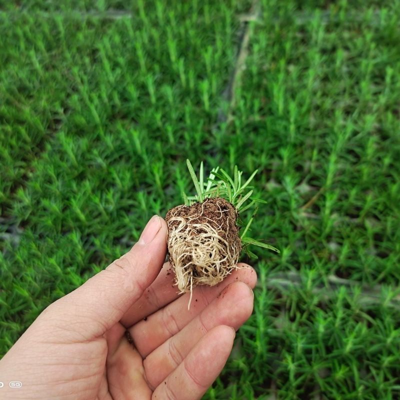 新鲜可食用香草迷迭香小苗驱蚊驱虫净化空气耐旱耐寒