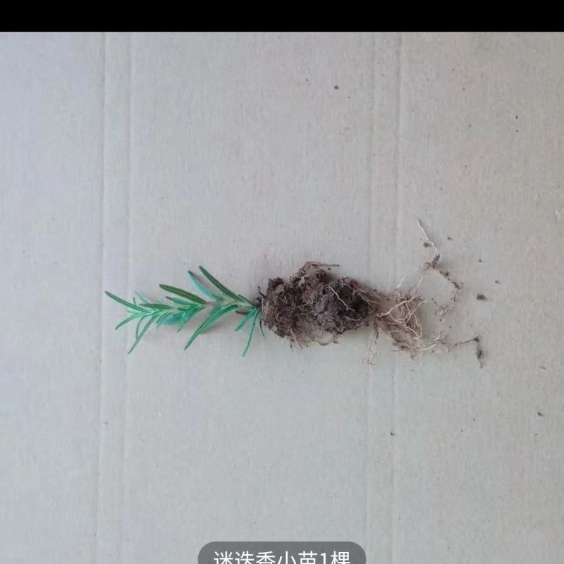 新鲜可食用香草迷迭香小苗驱蚊驱虫净化空气耐旱耐寒