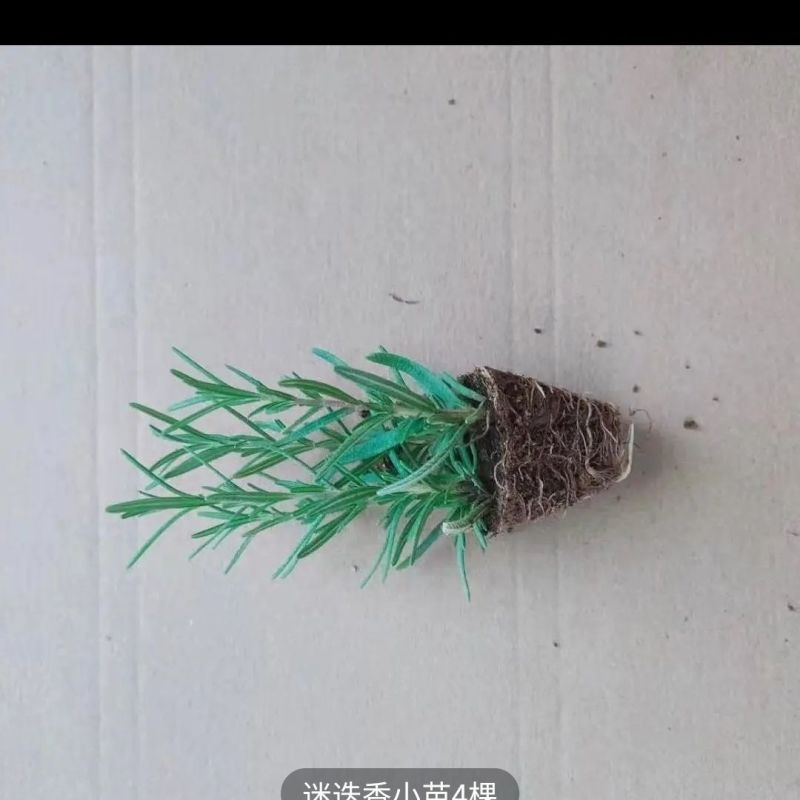 新鲜可食用香草迷迭香小苗驱蚊驱虫净化空气耐旱耐寒