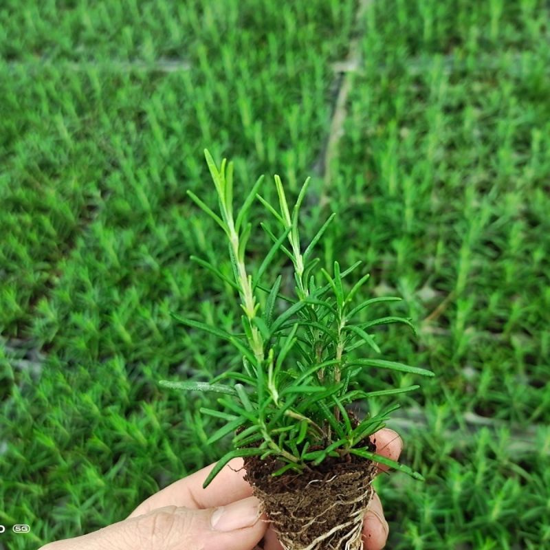 新鲜可食用香草迷迭香小苗驱蚊驱虫净化空气耐旱耐寒