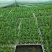 新鲜可食用香草迷迭香小苗驱蚊驱虫净化空气耐旱耐寒