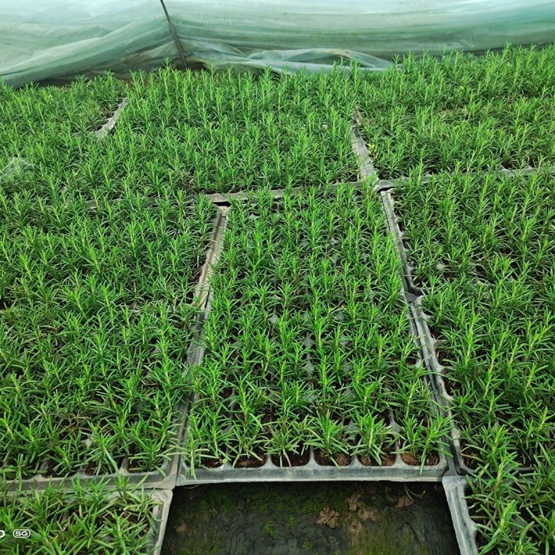 新鲜可食用香草迷迭香小苗驱蚊驱虫净化空气耐旱耐寒
