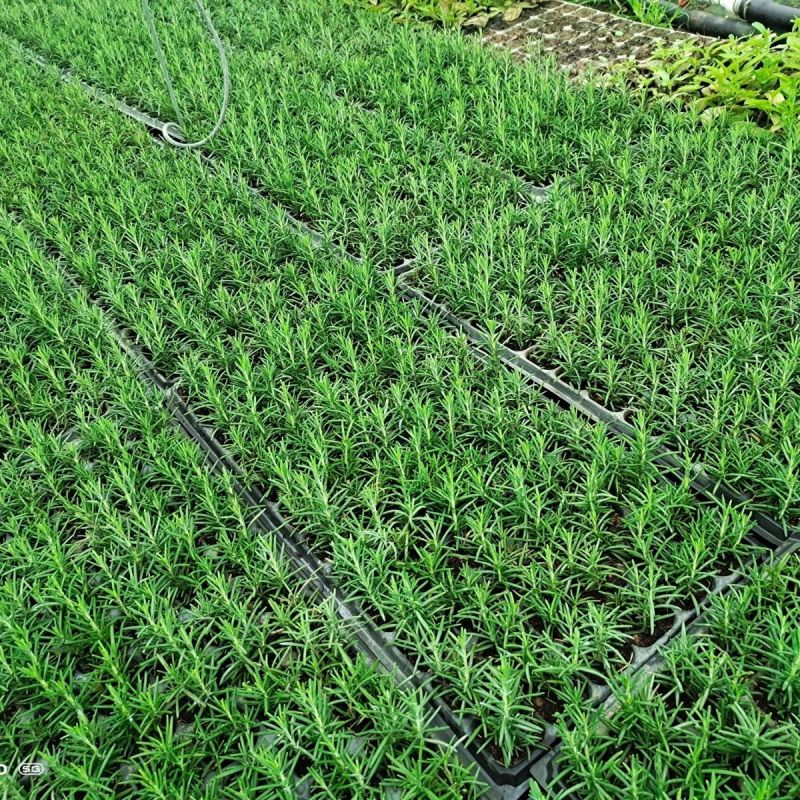 新鲜可食用香草迷迭香小苗驱蚊驱虫净化空气耐旱耐寒