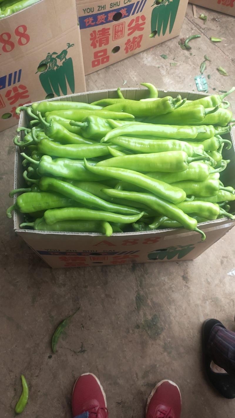 尖椒黄皮尖椒青皮尖椒青黄皮尖椒，万亩基地，基地直发全国