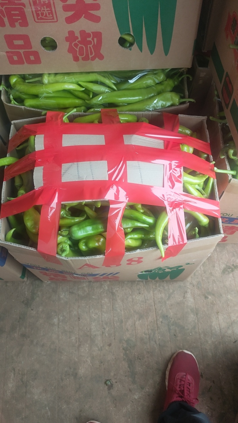 尖椒黄皮尖椒青皮尖椒青黄皮尖椒，万亩基地，基地直发全国