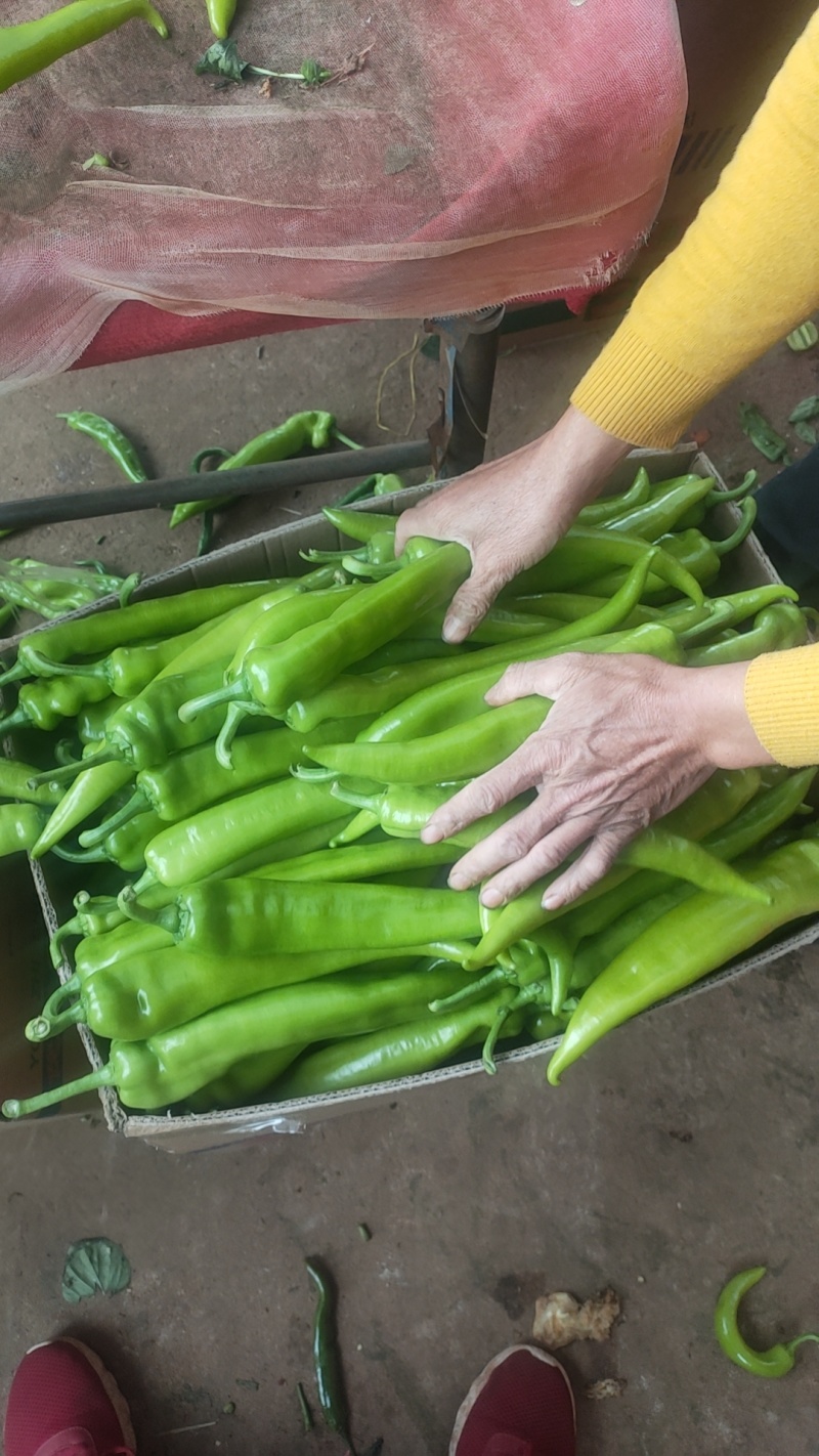 尖椒黄皮尖椒青皮尖椒青黄皮尖椒，万亩基地，基地直发全国