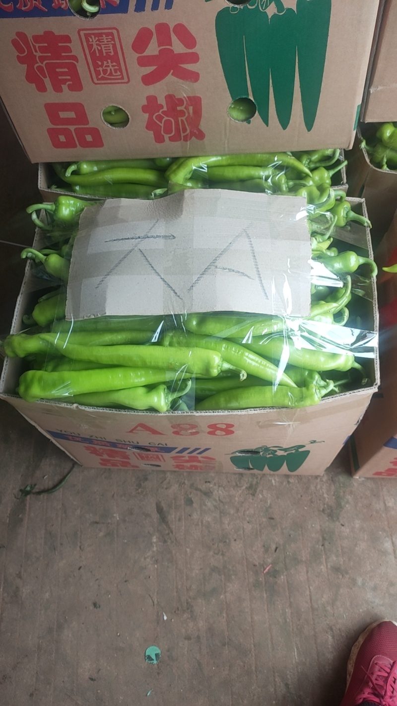 尖椒黄皮尖椒青皮尖椒青黄皮尖椒，万亩基地，基地直发全国