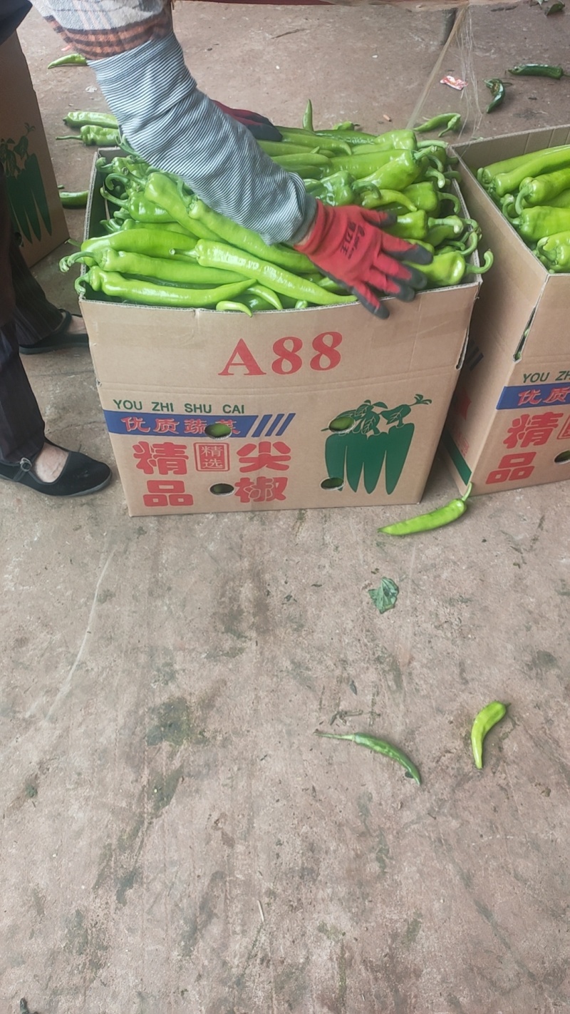 尖椒黄皮尖椒青皮尖椒青黄皮尖椒，万亩基地，基地直发全国
