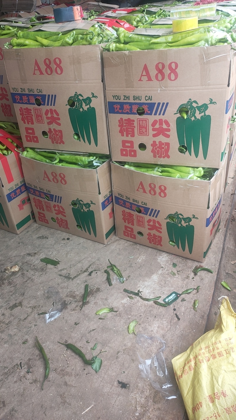 尖椒黄皮尖椒青皮尖椒青黄皮尖椒，万亩基地，基地直发全国