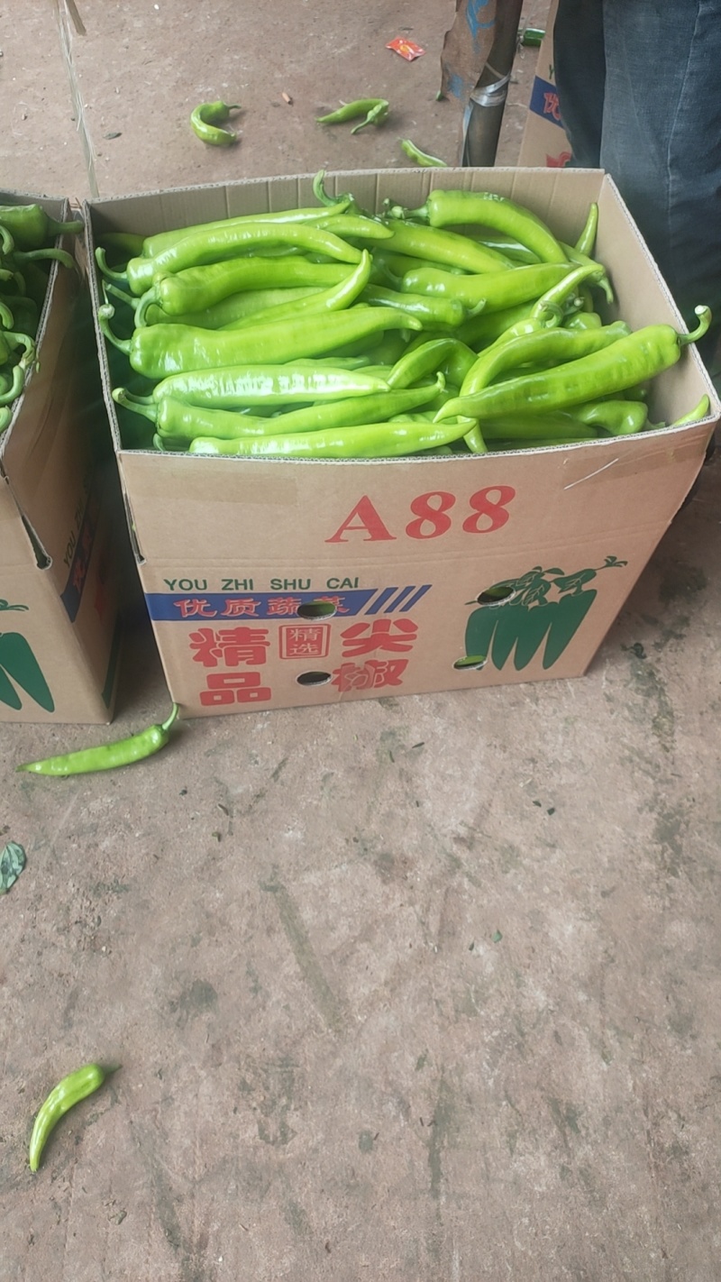 尖椒黄皮尖椒青皮尖椒青黄皮尖椒，万亩基地，基地直发全国
