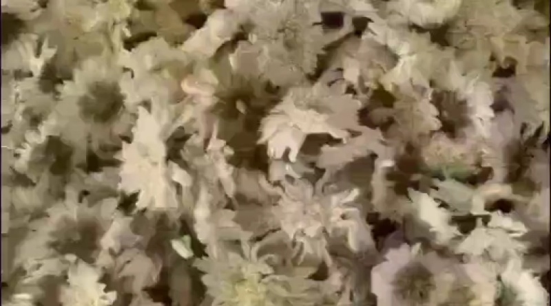 川芎精选川芎片川芎统等各种大小规格欢迎选购