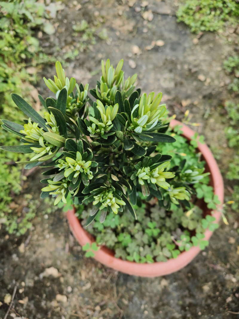 菊花芯罗汉松原生扦插苗5-6年苗五斤重大红盘装，母树