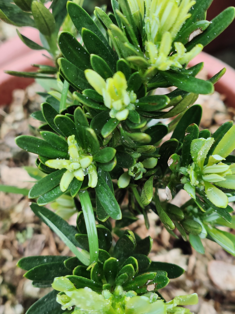 菊花芯罗汉松原生扦插苗5-6年苗五斤重大红盘装，母树