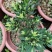 菊花芯罗汉松原生扦插苗5-6年苗五斤重大红盘装，母树