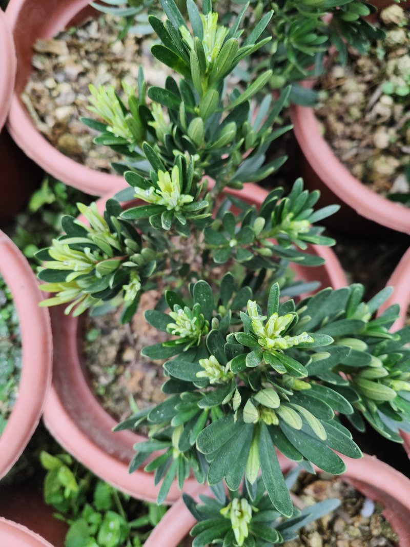 菊花芯罗汉松原生扦插苗5-6年苗五斤重大红盘装，母树