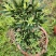 菊花芯罗汉松原生扦插苗5-6年苗五斤重大红盘装，母树
