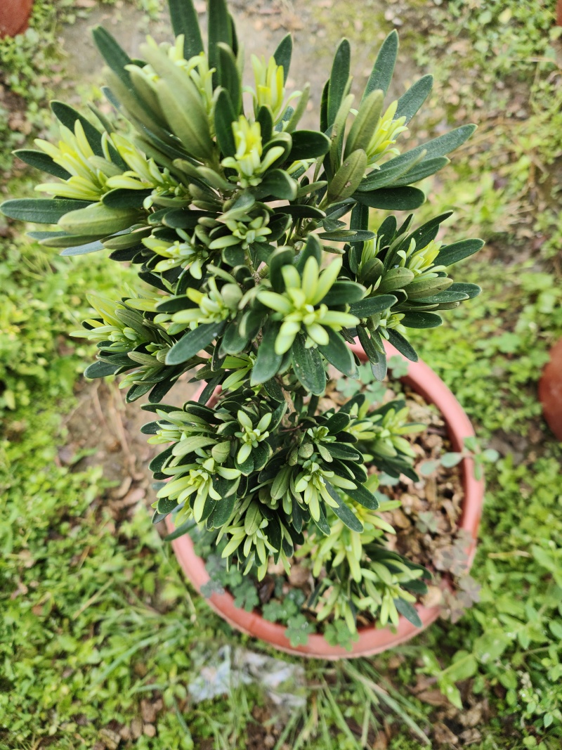菊花芯罗汉松原生扦插苗5-6年苗五斤重大红盘装，母树