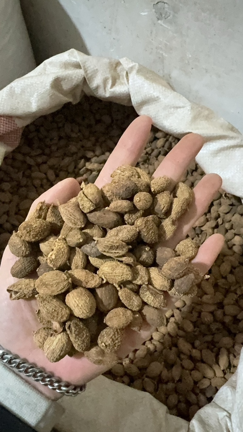 砂仁阳春砂仁水洗货干净砂仁米正品无硫国产砂仁
