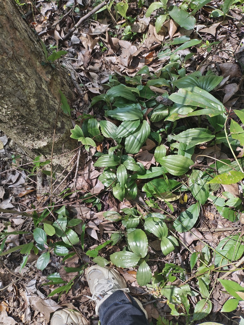 精/大山深处纯野生绿杆见血清鲜货干货齐全量大从优