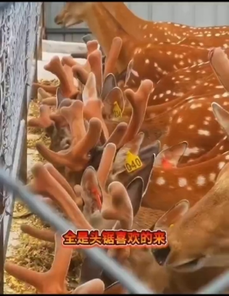 【仔鹿膏】【鹿胎膏】【包邮】25丸/瓶，250克/瓶