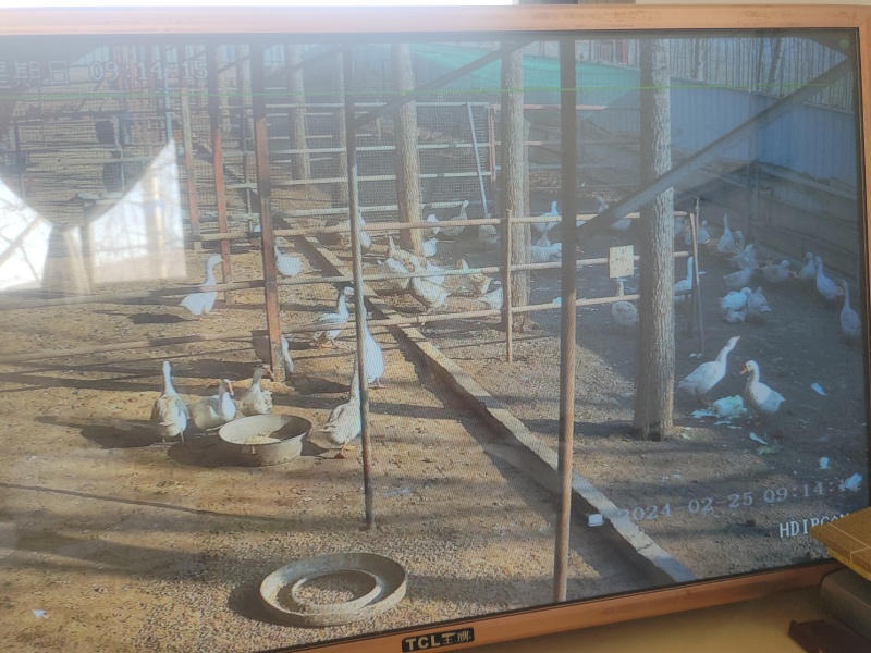 【热卖】散养鹅蛋蛋黄饱满自家货源品质保障