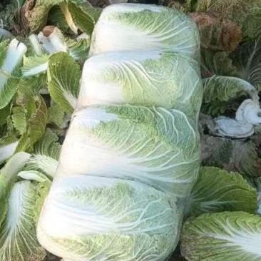 黄心大白菜湖北产地直发，可视频看货发货，诚信为本