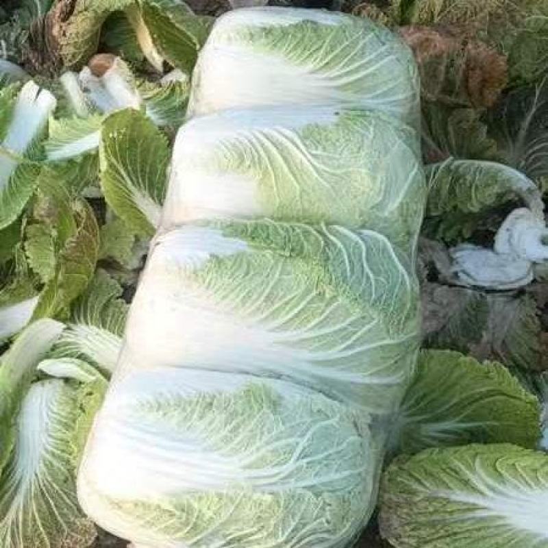 黄心大白菜湖北产地直发，可视频看货发货，诚信为本