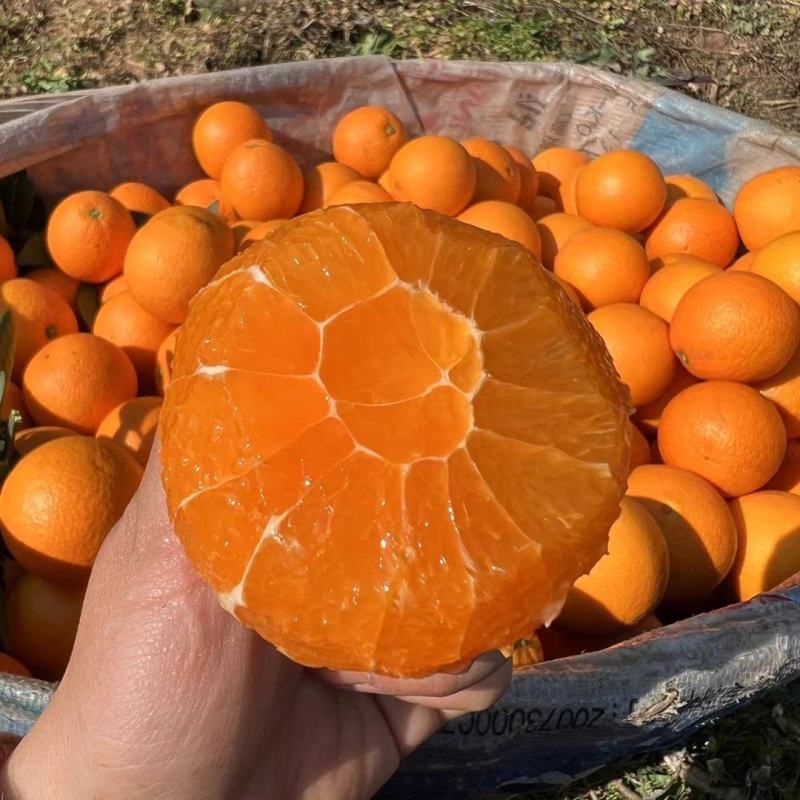 秭归纽荷尔脐橙，产地批发，价格便宜，欢迎新老顾客前来洽谈