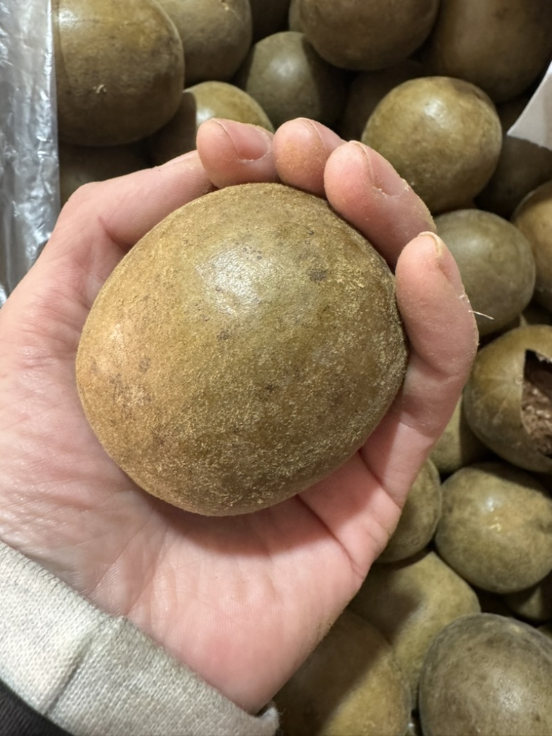 罗汉果保庆药业批发罗汉果各种规格罗汉果发货如图