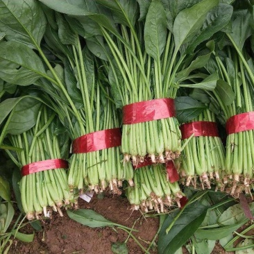 菠菜，（精品）山东惠民菠菜基地，规格齐全，代发全国！