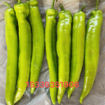 精品黄皮尖椒