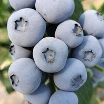 丹东冷棚蓝莓已上市，价位同比往年有所下降，需求量大的客户