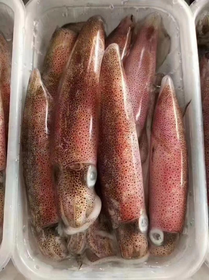 鲜活冻品单冻大鱿鱼大量有货可视频看货欢迎下单