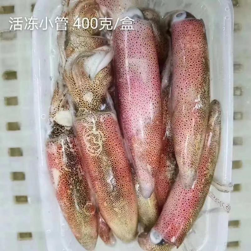鲜活冻品单冻大鱿鱼大量有货可视频看货欢迎下单