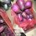 精品萝卜紫美人凤梨货源充足量大从优质量保证欢迎咨询