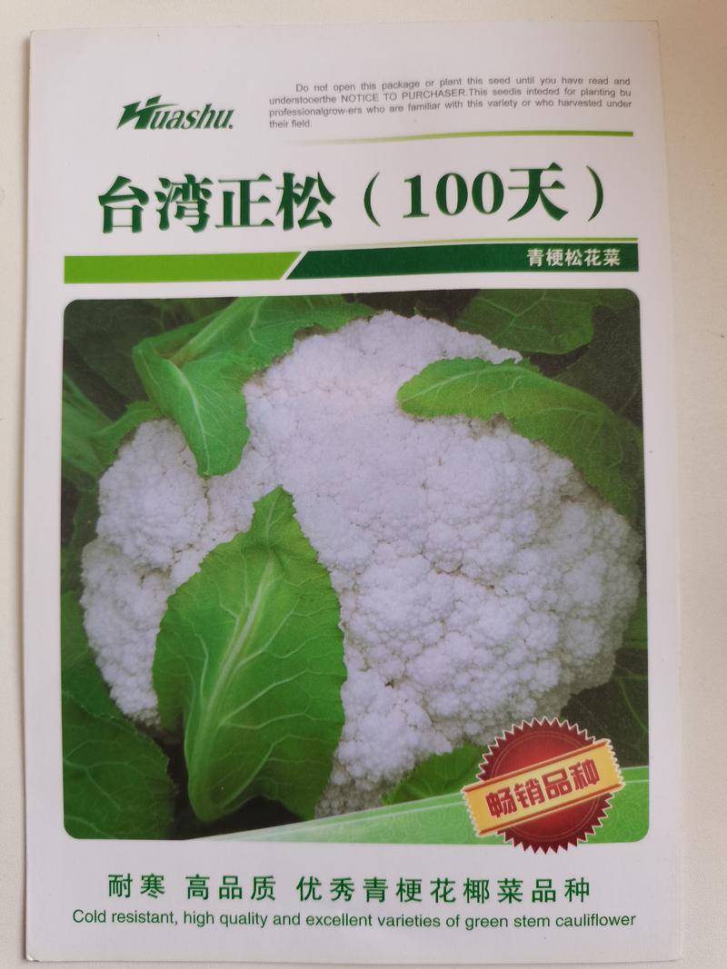 正松100越冬白面青梗松花菜种子，耐寒，花球松大洁白