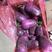 精品萝卜紫美人凤梨货源充足量大从优质量保证欢迎咨询
