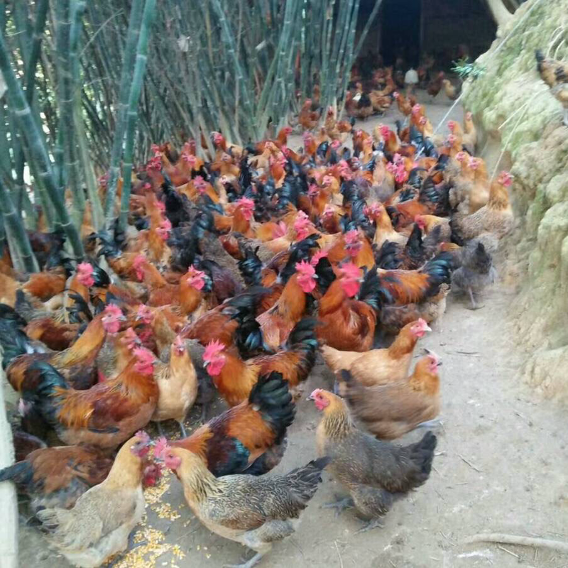 【精选】高山竹林走地鸡散养土鸡常年供应市场批发团购