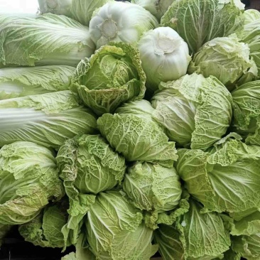 陕西蔬菜产地直销精品大白菜，价格优惠欢迎咨询