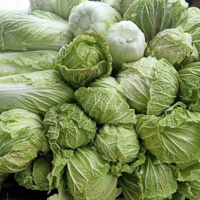 陕西蔬菜产地直销精品大白菜，价格优惠欢迎咨询